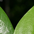 Myrmecodia beccarii (Ant Plants) アリノトリデ in Machans Beach<br />Canon KDX (400D) + EFS60 F2.8 + SPEEDLITE 380EX